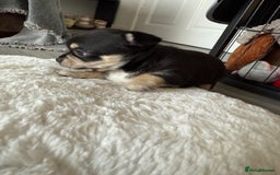 Chihuahua dogs for sale: Stunning Little Short Coat Chihuahuas - Last 2 - Image 26