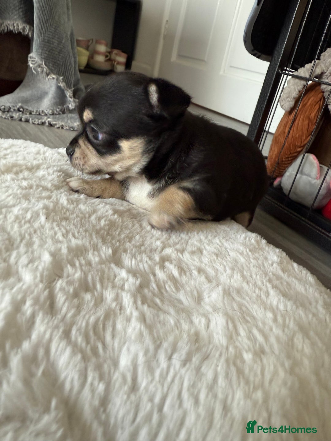Chihuahua dogs for sale: Stunning Little Short Coat Chihuahuas - Last 2 - Image 26