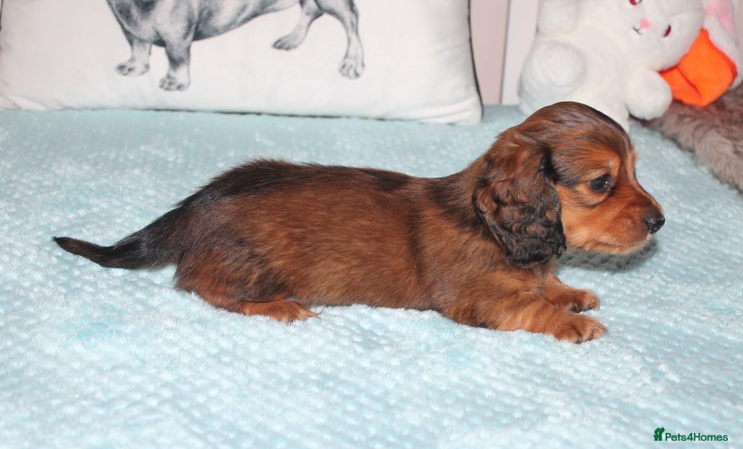 Dachshund dogs for sale: BEAUTIFUL KC REG MINI LONGHAIRED PUPPIES - Image 6