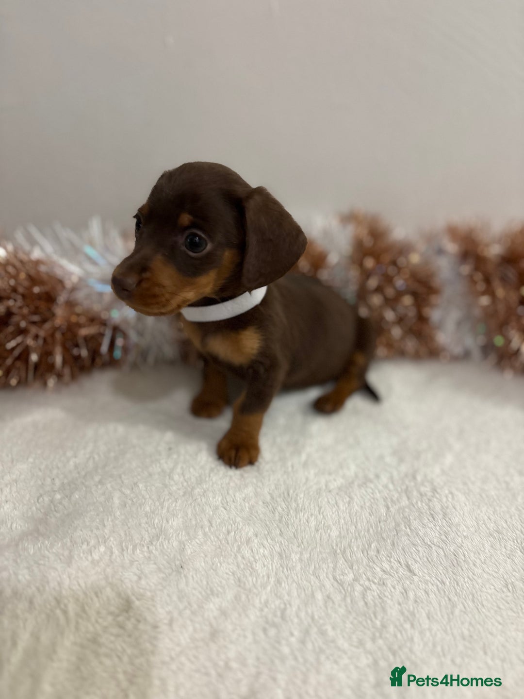 Miniature Dachshund dogs for sale: Miniature Dachshund Pups  - Advert 14