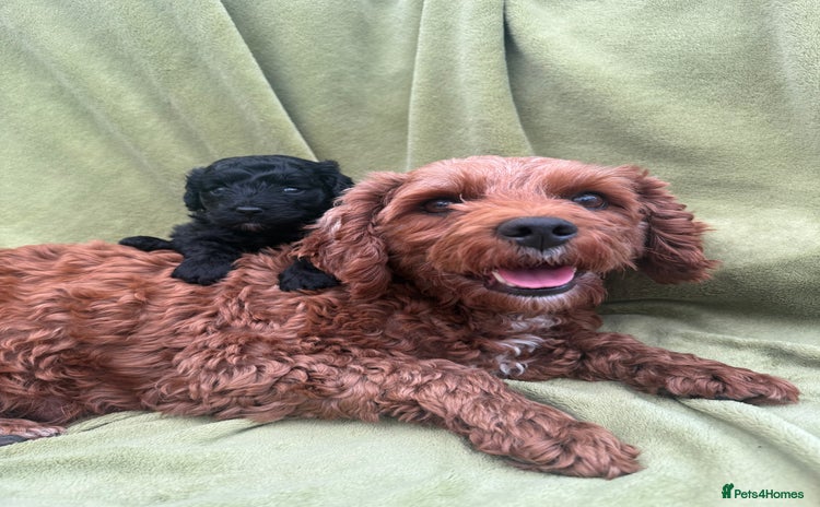 Cavapoo dogs - Advert 12