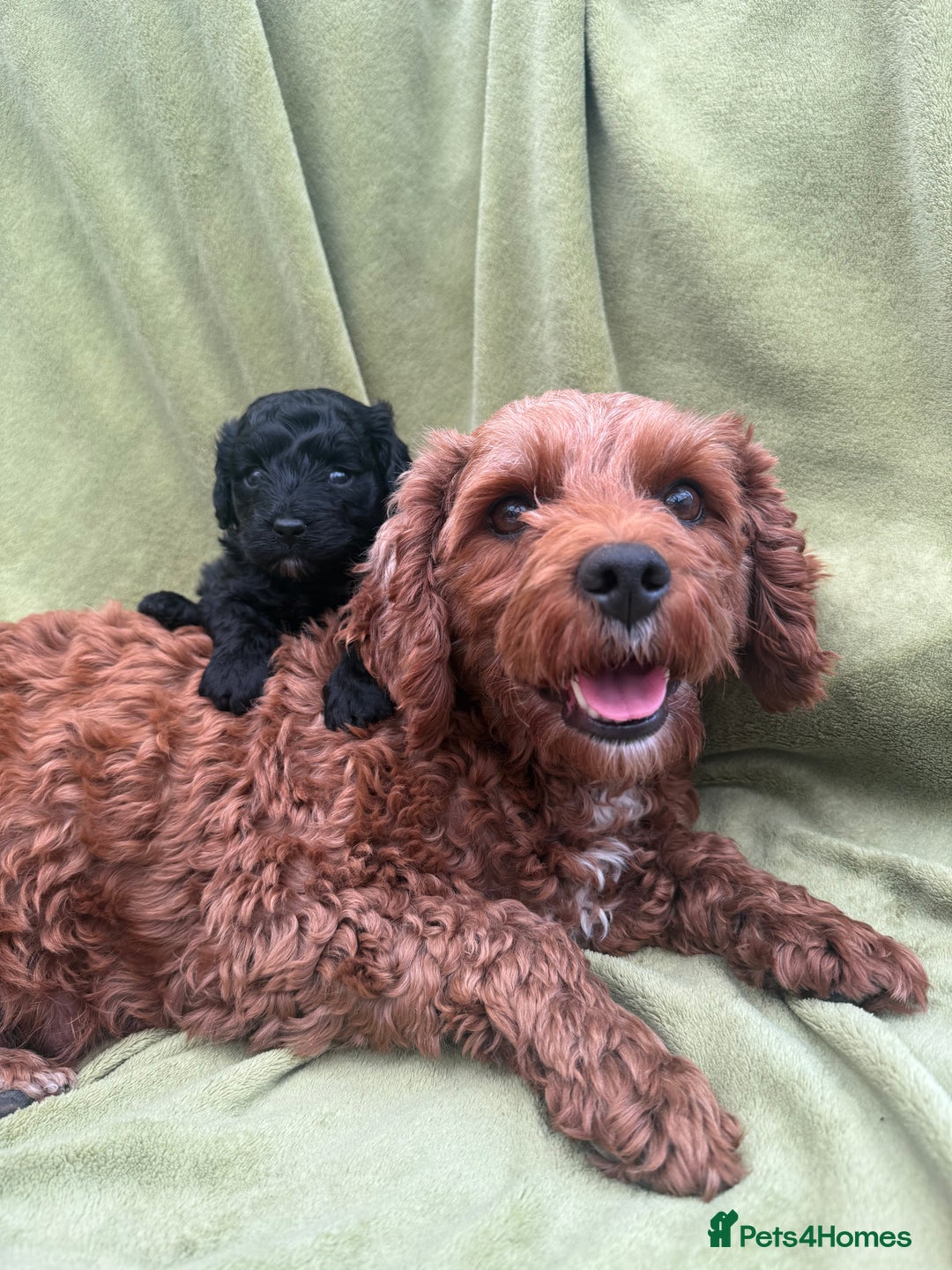 Cavapoo dogs for sale: Female Cavapoo Puppy - Image 1