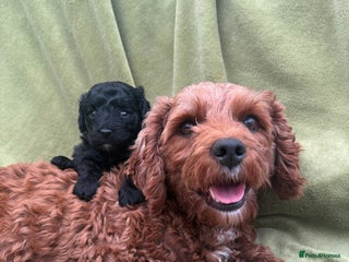 Cavapoo dogs - Advert 35