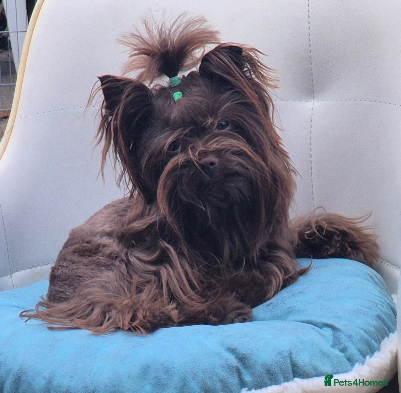 Yorkshire Terrier dogs Yorkshire Terrier boy for stud  - Advert 16