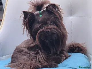 Yorkshire Terrier dogs Yorkshire Terrier boy for stud - Advert 16