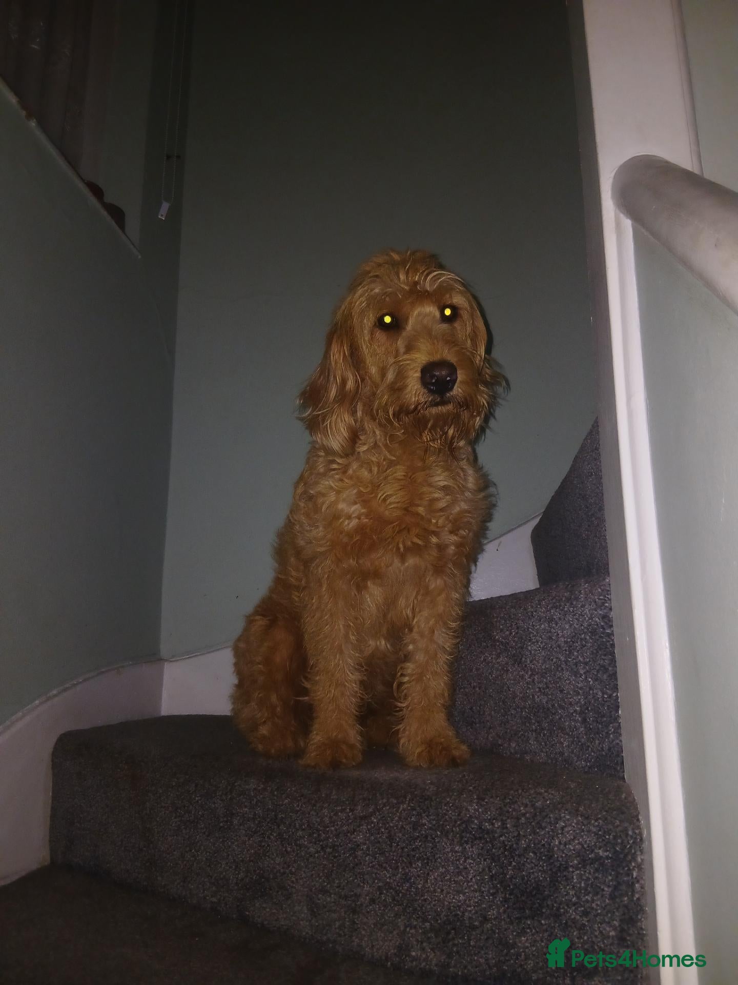 Labradoodle dogs Miniature labradoodles - Advert 1