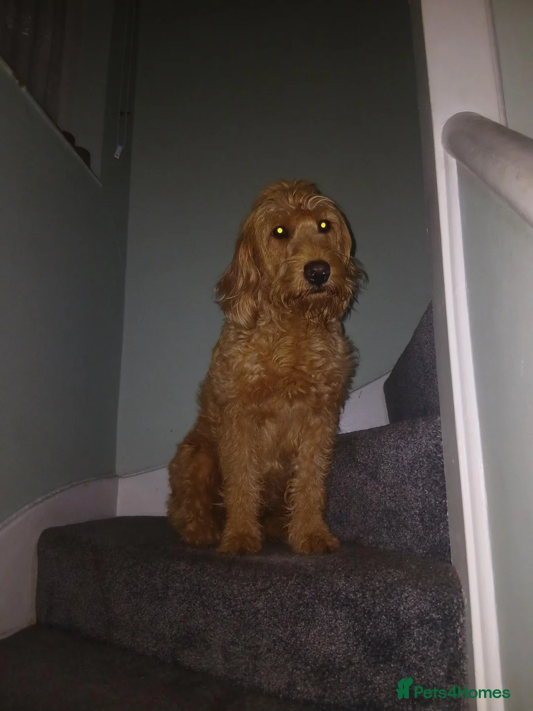 Labradoodle dogs for sale: Miniature labradoodles - Advert 1