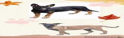 Belgian Shepherd Dog dogs for sale: LAST GIRL Belgian malinois puppies KNVP  - Advert 2