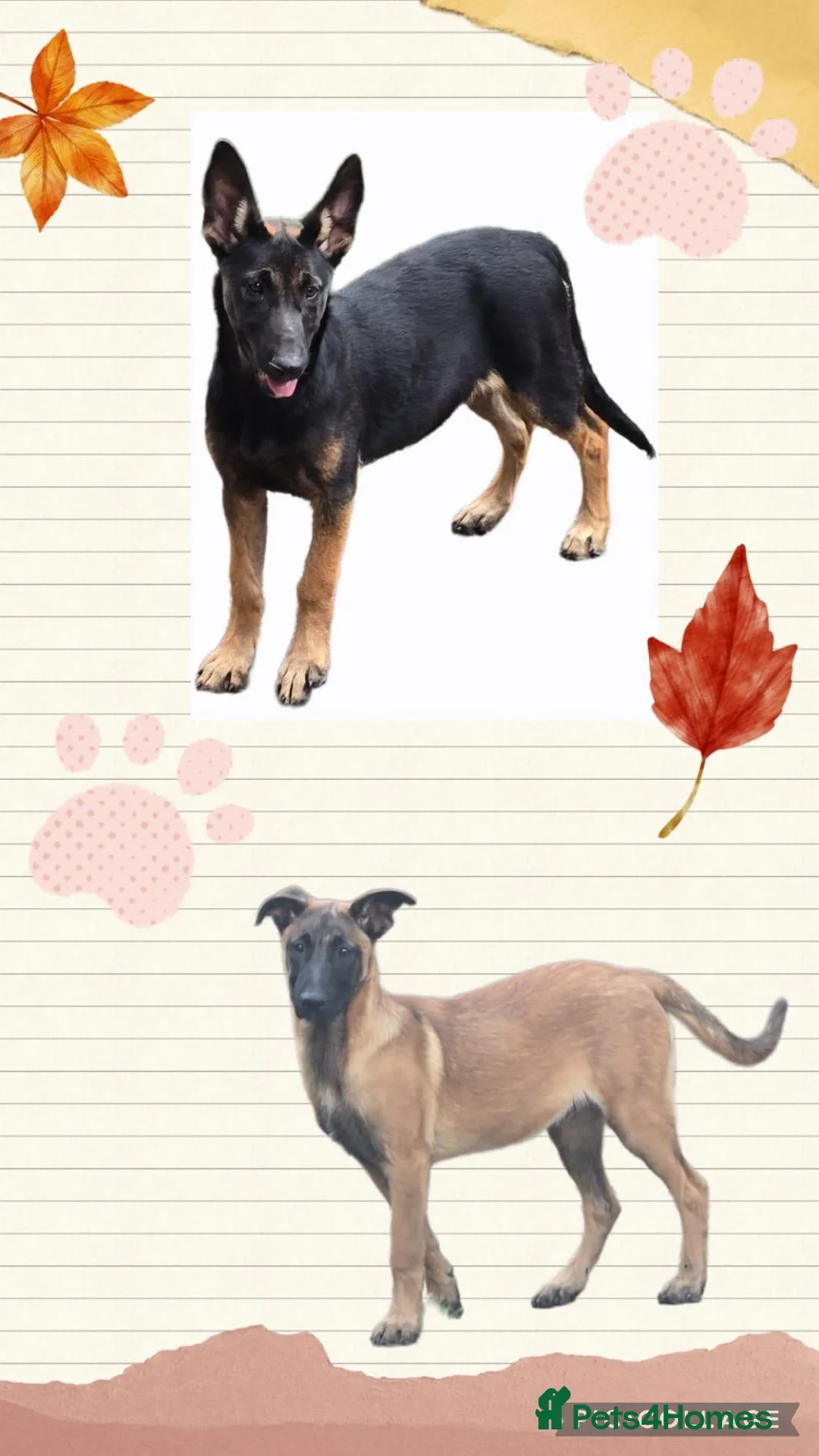 Belgian Shepherd Dog dogs for sale: LAST GIRL Belgian malinois puppies KNVP  - Advert 2