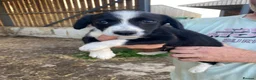 Mixed Breed dogs for sale: Cocker spaniel x collie puppies - Advert 4