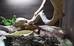 Milk Snake reptiles for sale: Apricot pueblan milk snake  - Image 6