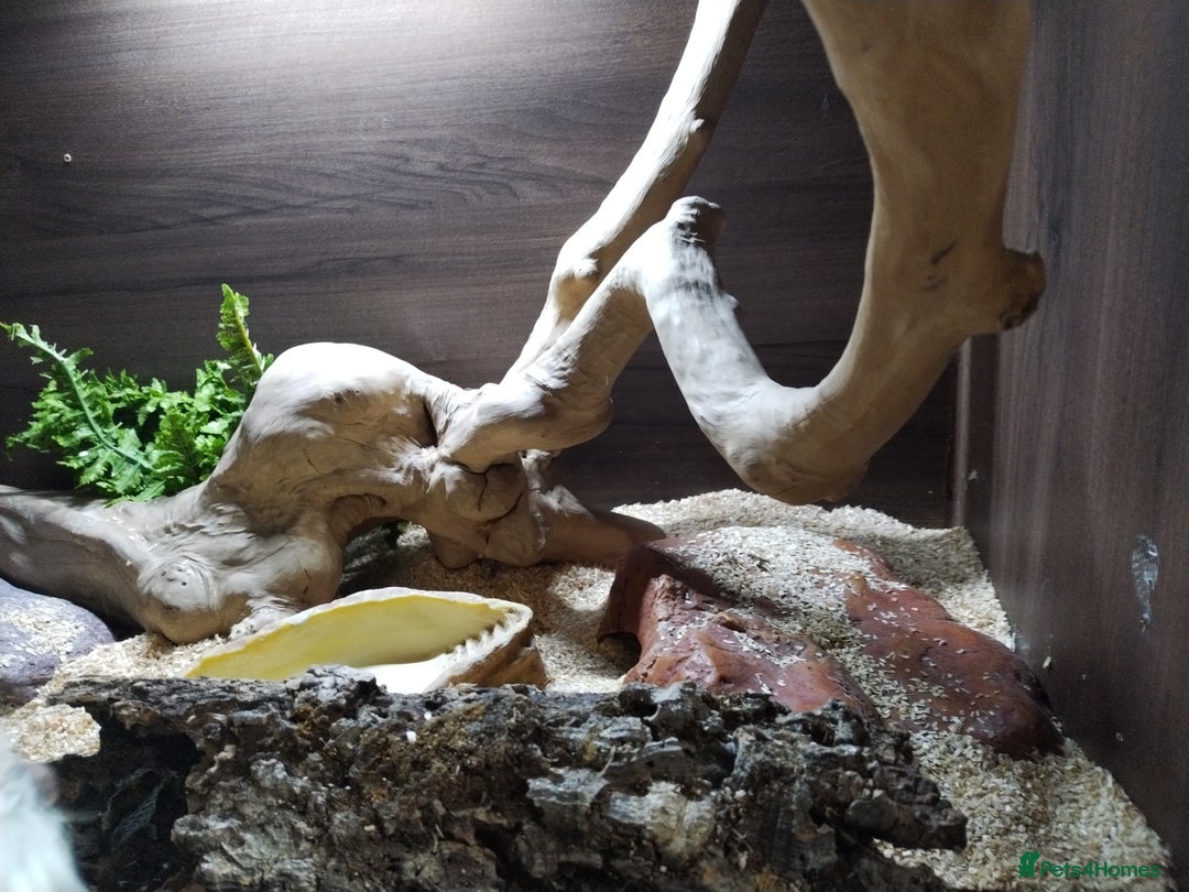 Milk Snake reptiles for sale: Apricot pueblan milk snake  - Image 6