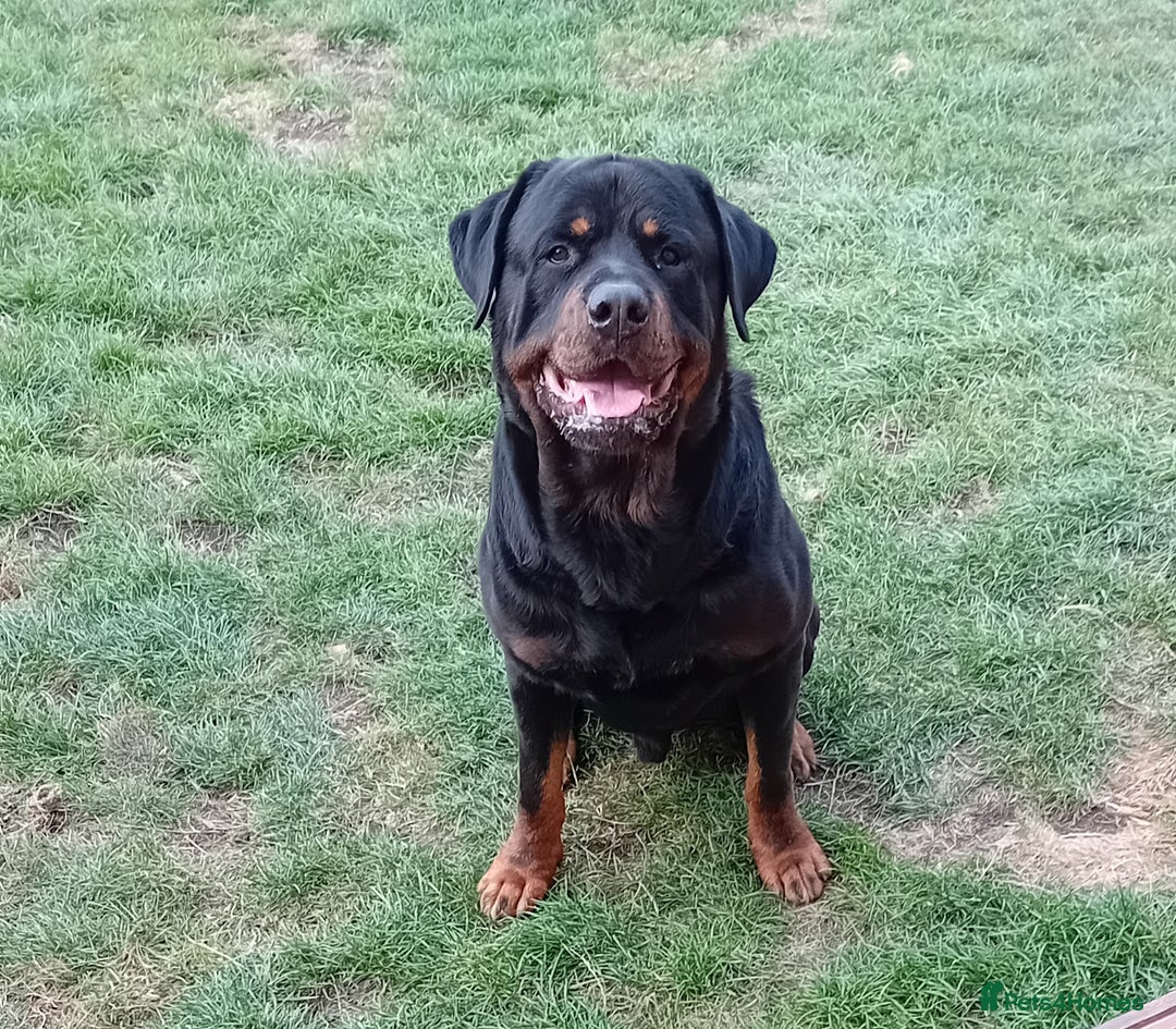 Rottweiler dogs for stud: Rottweiler Stud (Rocco) - Image 5