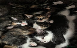 Mixed Breed cats for sale: Beautiful kittens ready for new loving homes  - Advert 6