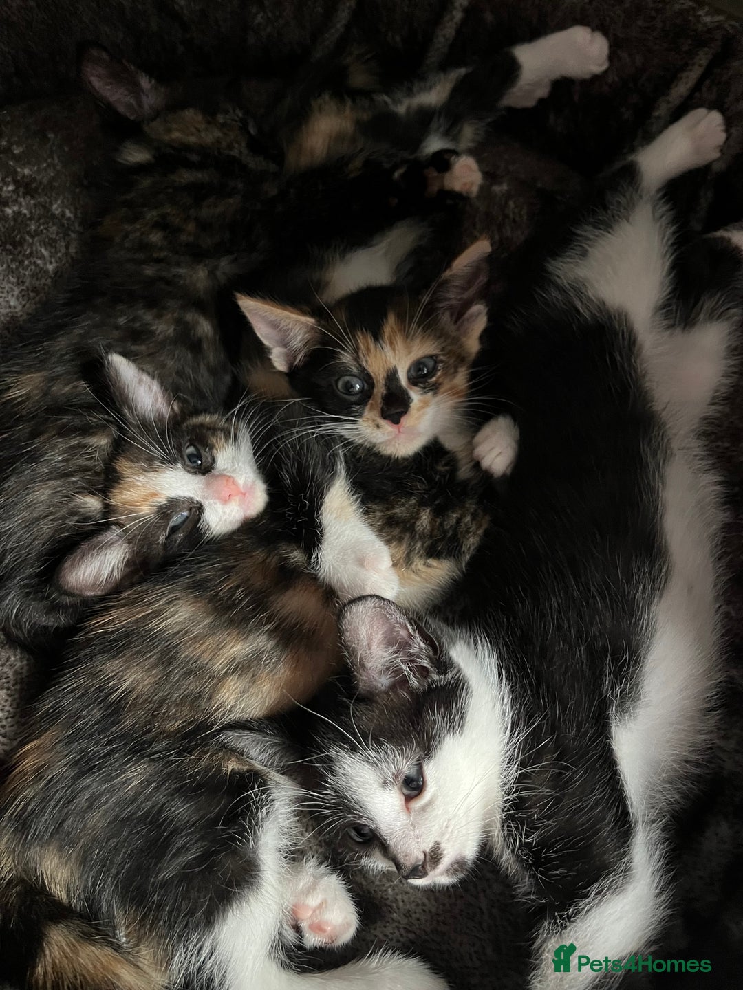 Mixed Breed cats for sale: Beautiful kittens ready for new loving homes  - Advert 6