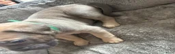 Cane Corso dogs for sale: Cane corso  - Advert 7
