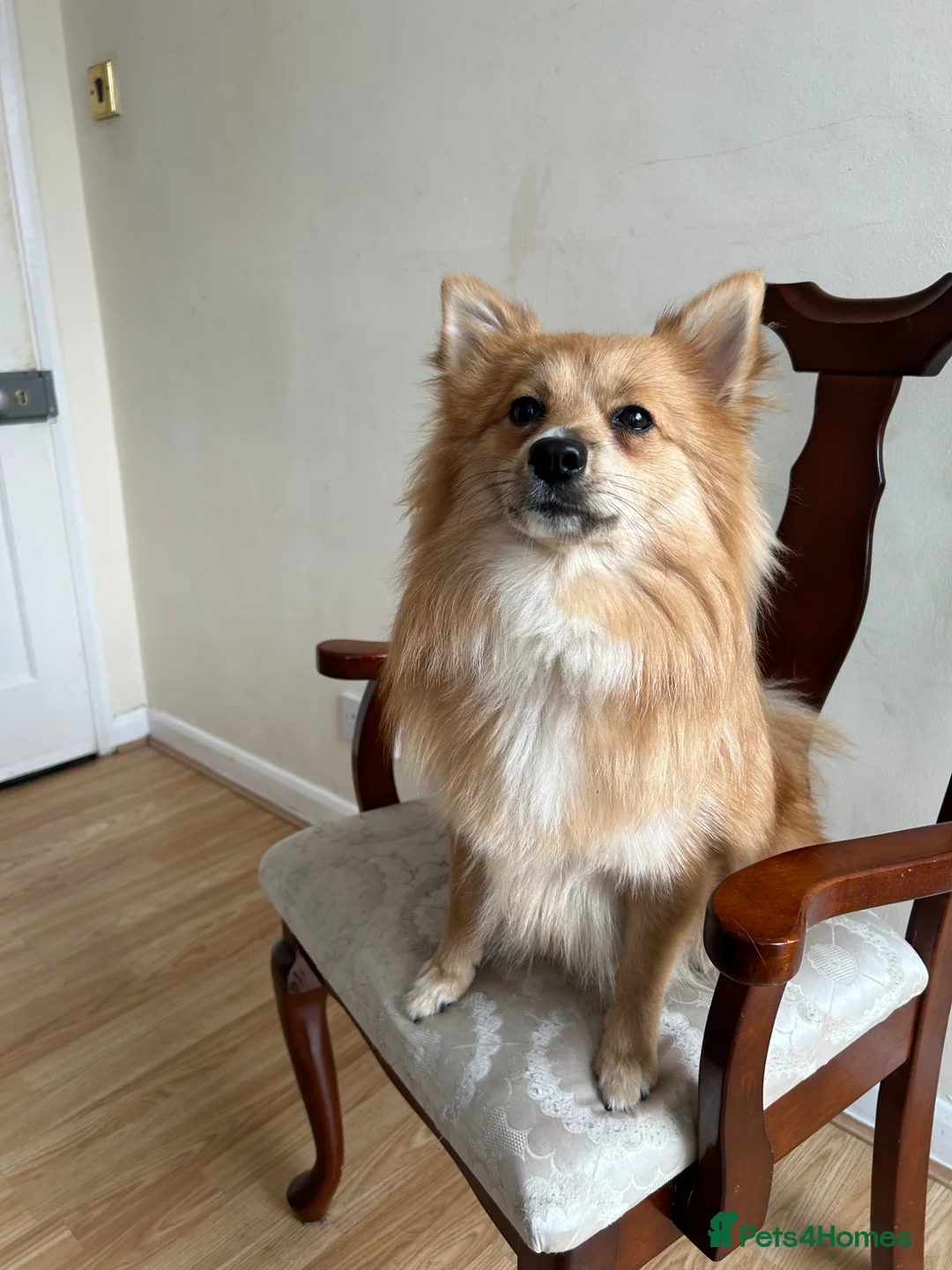 Pomeranian dogs for sale: Pomeranian (German Pomeranian type) in Wisbech - Advert 2