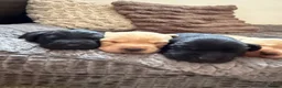 Labrador Retriever dogs for sale: Adorable Labrador puppies for sale in Ludlow - Advert 11
