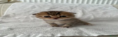 Scottish Fold Kitten 3