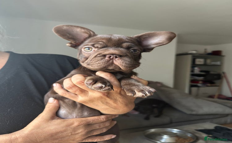 French Bulldog dogs - Advert 4
