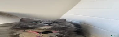 Chanel Persian 2