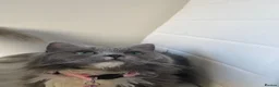 Persian cats for sale: sweetest Persian Kittens you’ve ever met - Advert 2