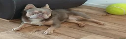 French Bulldog dogs for sale: French bulldog ( fluffy bloodline) - Advert 12