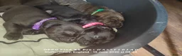 Mixed Breed dogs for sale: English mastiff x french mastiff x Staffy - Advert 13