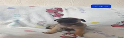 Mixed Breed dogs for sale: Staffy Mix Puppies in Seaham - Advert 6