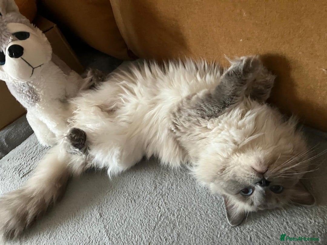 Ragdoll cats for stud: GCCF registered Proven Blue Point stud in London - Image 6