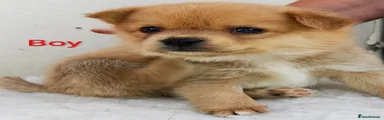 Pomchi 2