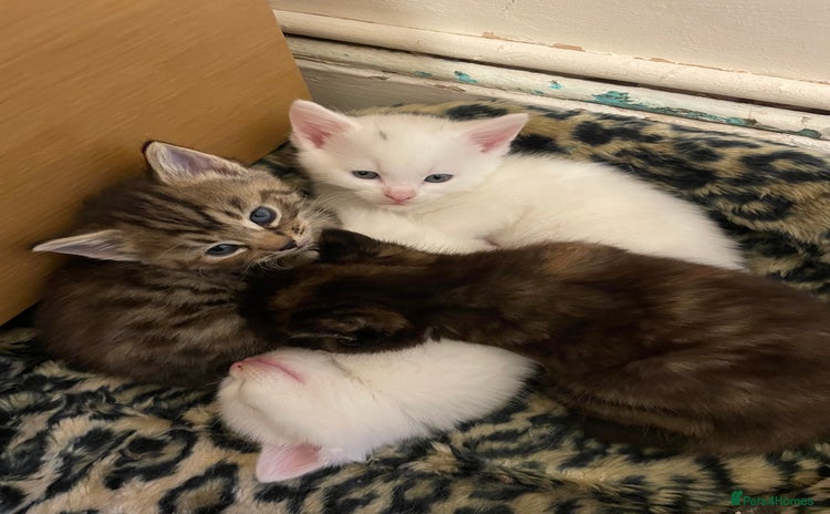 Turkish Angora cats - Advert 3