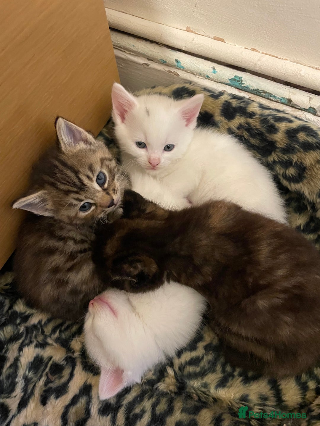Turkish Angora cats for sale: Stunning Turkish Angora Kittens – Ready Now! 🐾 - Image 1