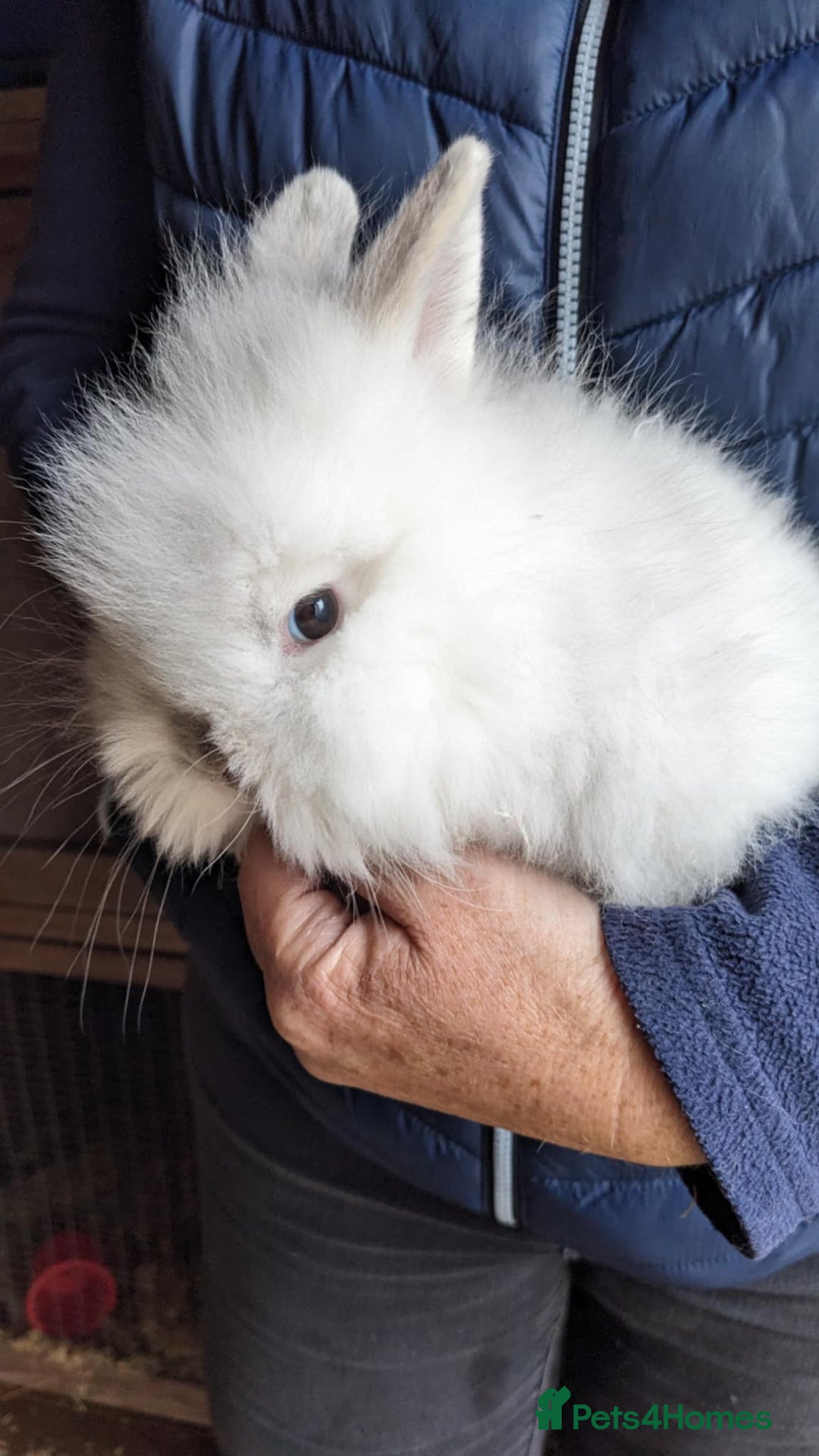 Lionhead rabbits for sale: Very Tame Lionheads - Advert 5