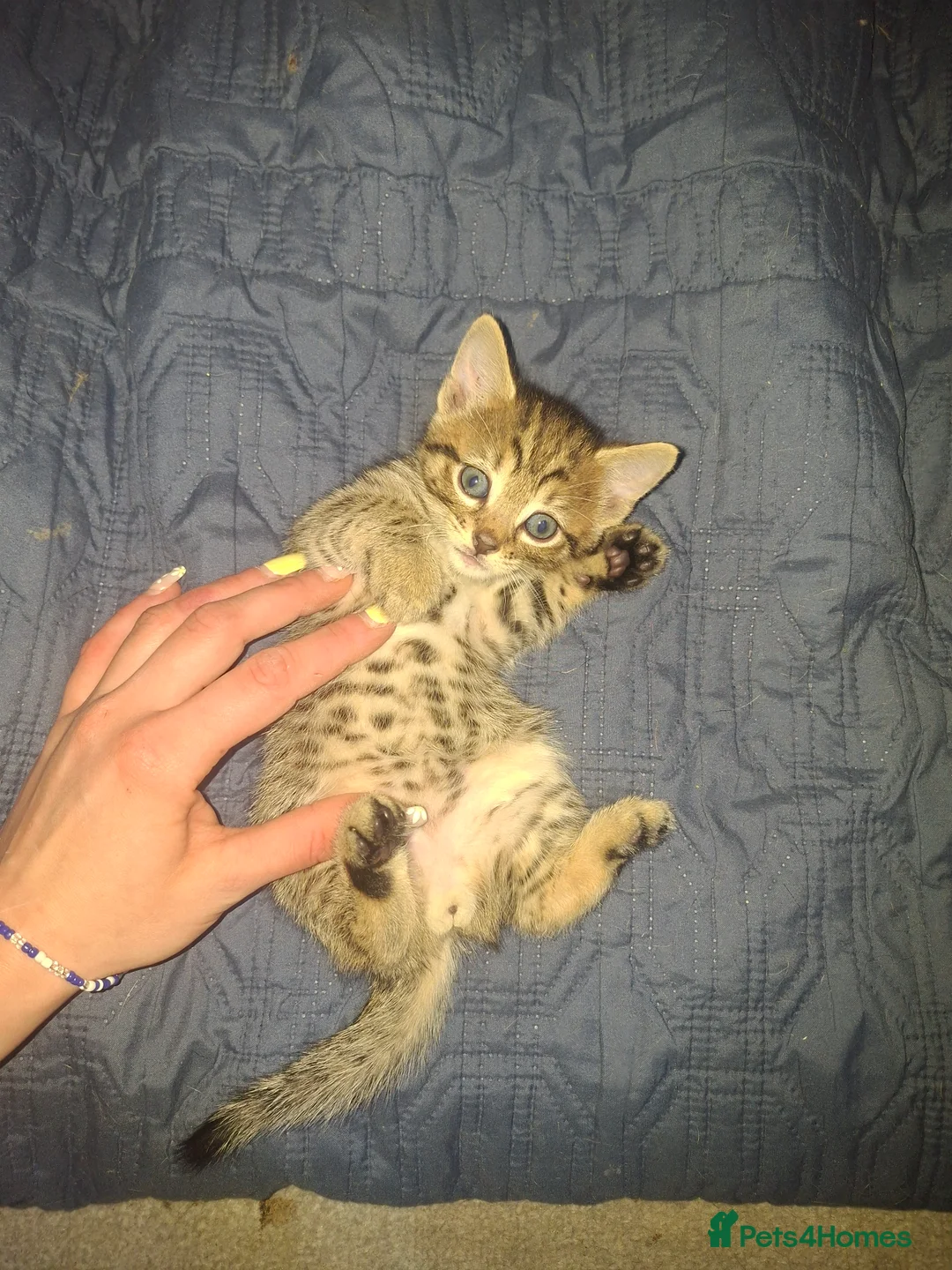 Mixed Breed cats for sale: Kittens in Goole - Advert 2