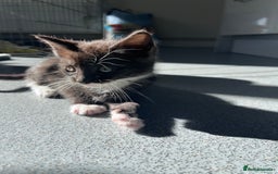 Mixed Breed cats for sale: Mainecoon/Bengal X kittens - Image 9