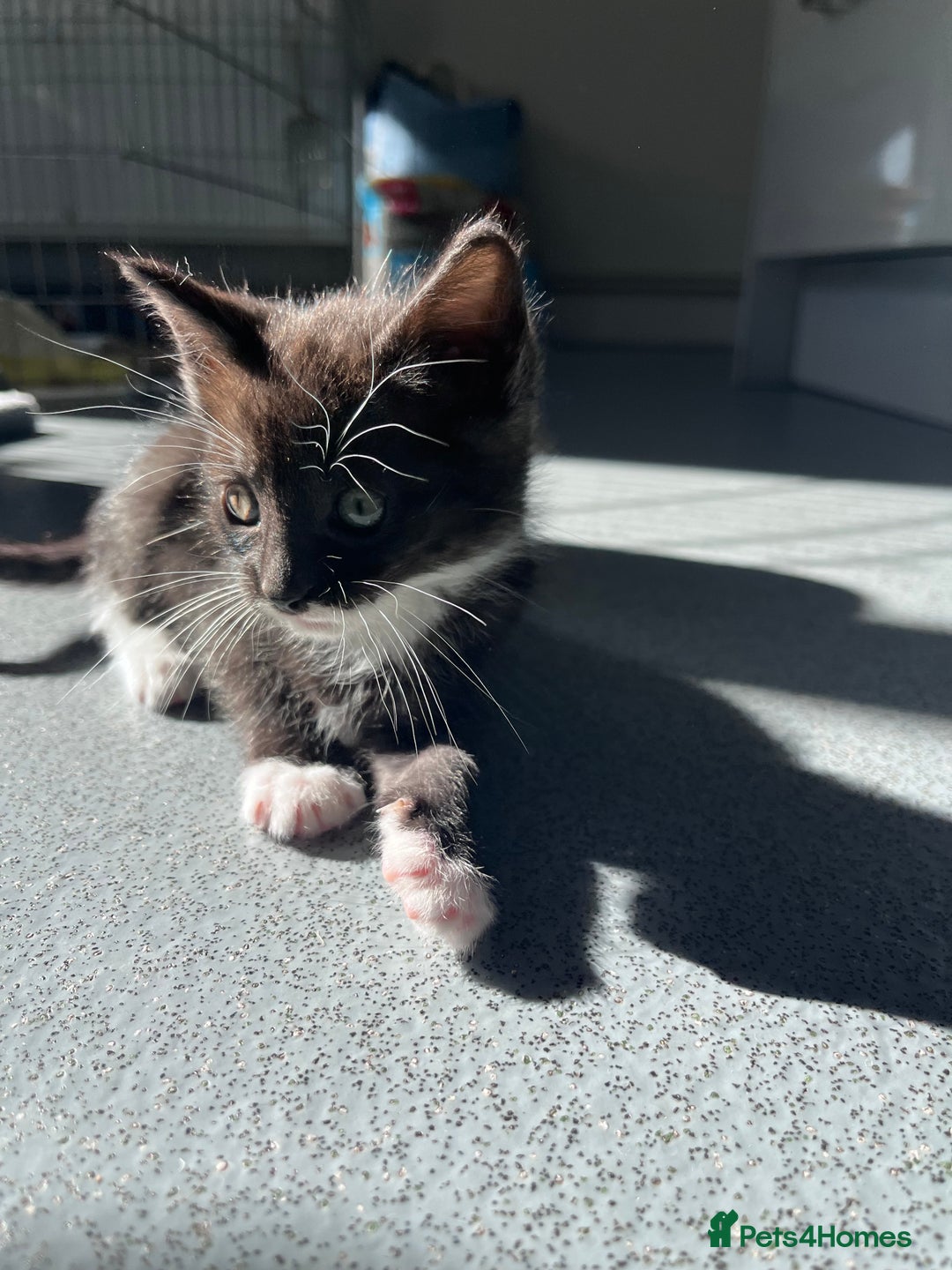 Mixed Breed cats for sale: Mainecoon/Bengal X kittens - Image 9