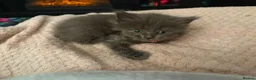 Mixed Breed cats for sale: Kittens looking for forever Homes - Advert 4