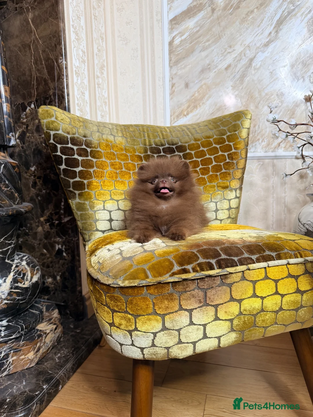 Pomeranian dogs for sale: Chocolate Pomeranian Girl and boys - Advert 30