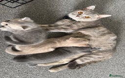 British Shorthair cats for sale: BSH KITTENS  - Image 24