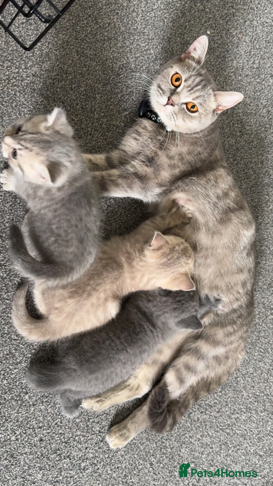 British Shorthair cats for sale: BSH KITTENS  - Image 24