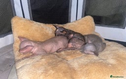 Sphynx cats for sale: 3 adorable Sphynx looking for their forever home  - Image 19
