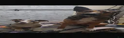 Borador dogs for sale: Boarder puppies  - Advert 8