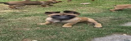 Belgian Shepherd Dog dogs for sale: Belgian Sheperd Malinois  in Nottingham - Advert 3