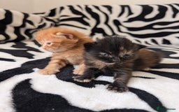 Mixed Breed cats for sale: Kittens - Image 1