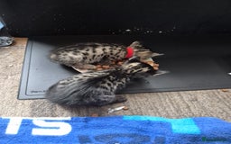 Savannah cats for sale: Savannah kittens ready to leave 24th October  - Image 25