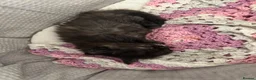 Mixed Breed cats for sale: Ragamuffin mix kittens please read description  - Advert 16