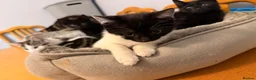 Domestic Shorthair cats for sale: Kittens for sale - Advert 26