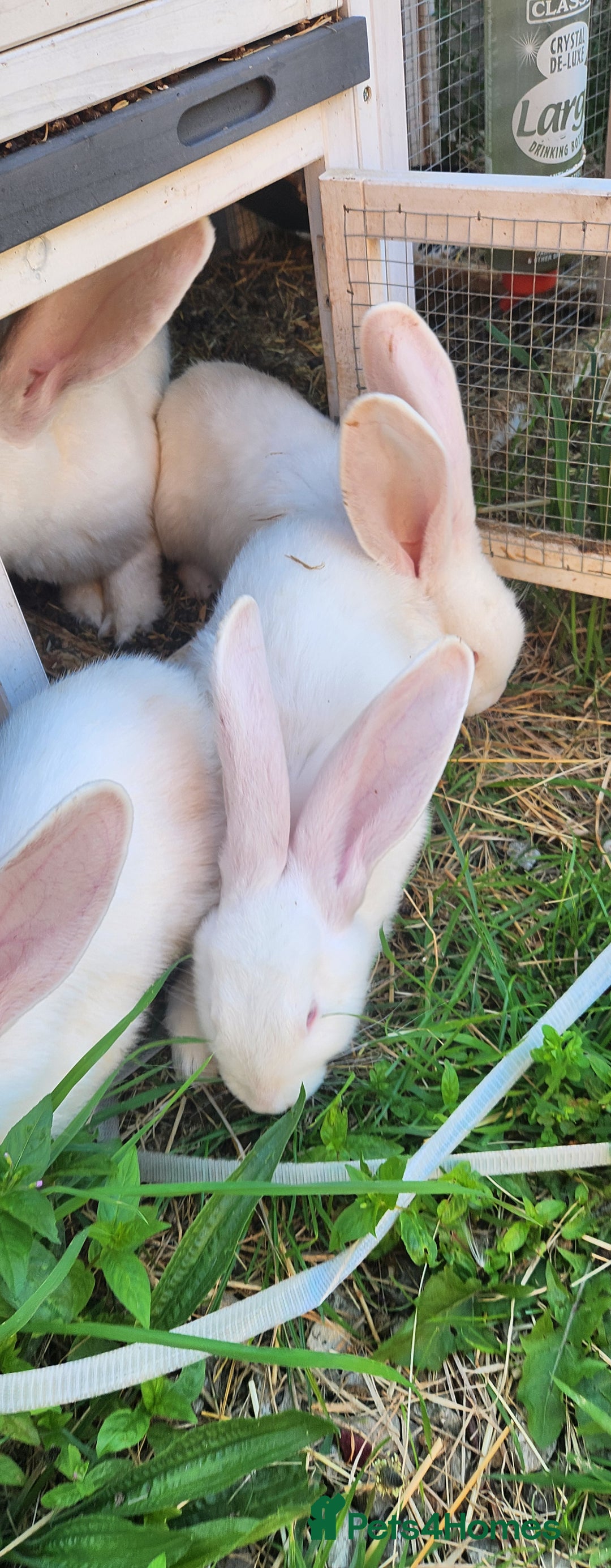 New Zealand rabbits for sale: New Zealand white rabbits For Sale  - Image 10
