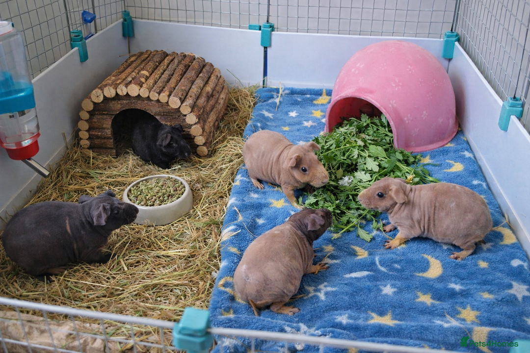 Guinea Pig rodents for sale: SKINNY PIGS (& fluffy pigs) FOR SALE  - Advert 1